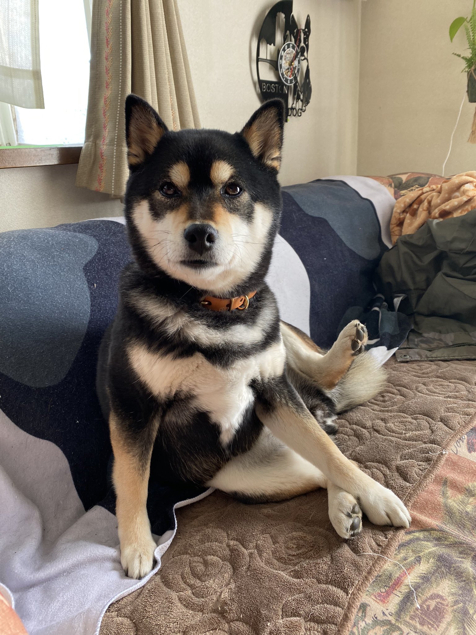 柴犬つくしとブスかわナパ Tsukushi Napa Twitter