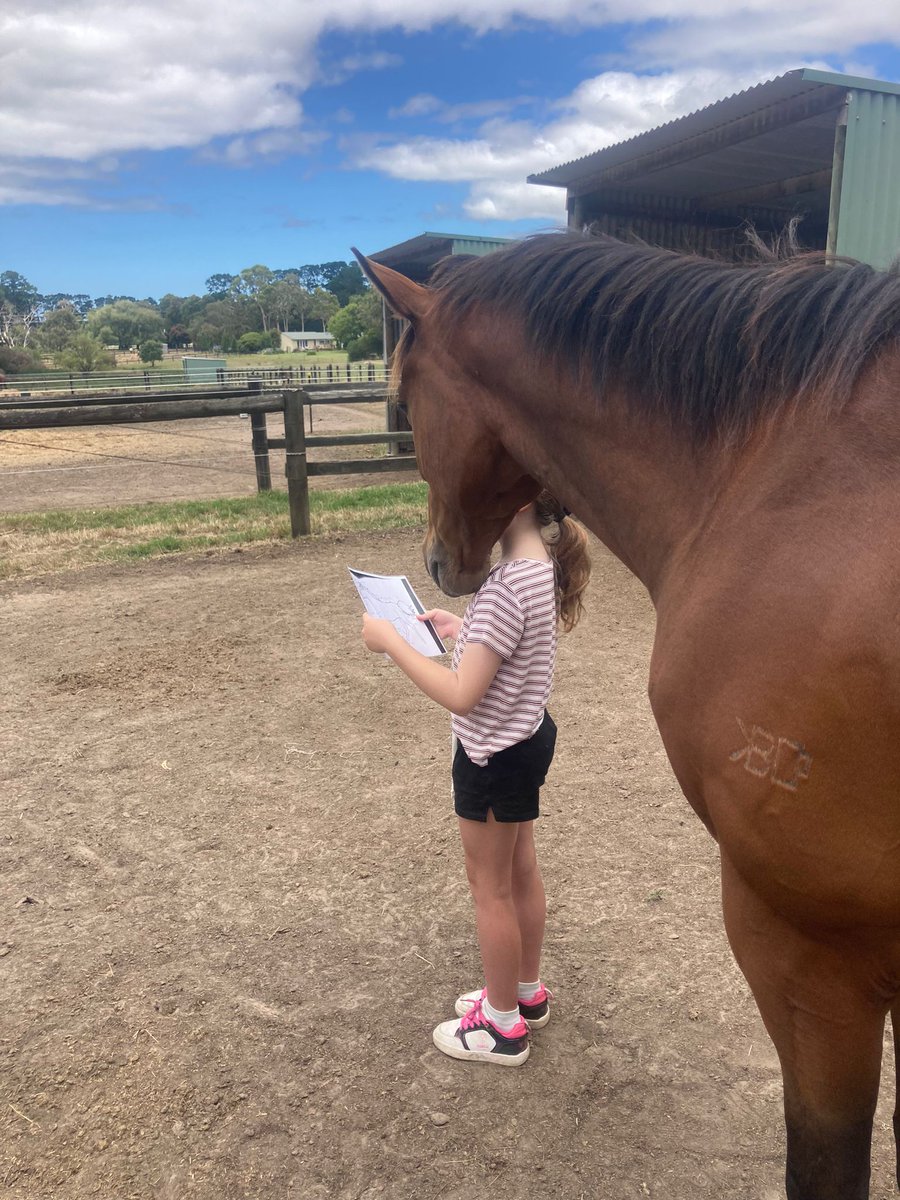 RacingHearts1's tweet photo. A young client who gets anxiety about reading and writing had a breakthrough in her session reading to retired racehorse Time to Shine. As she explained, ‘I couldn’t get anymore calm and I’m excited that I’m finally learning to read’. @RV_OffTheTrack @FlemingtonVRC @Racing https://t.co/0hVnNK8FLZ