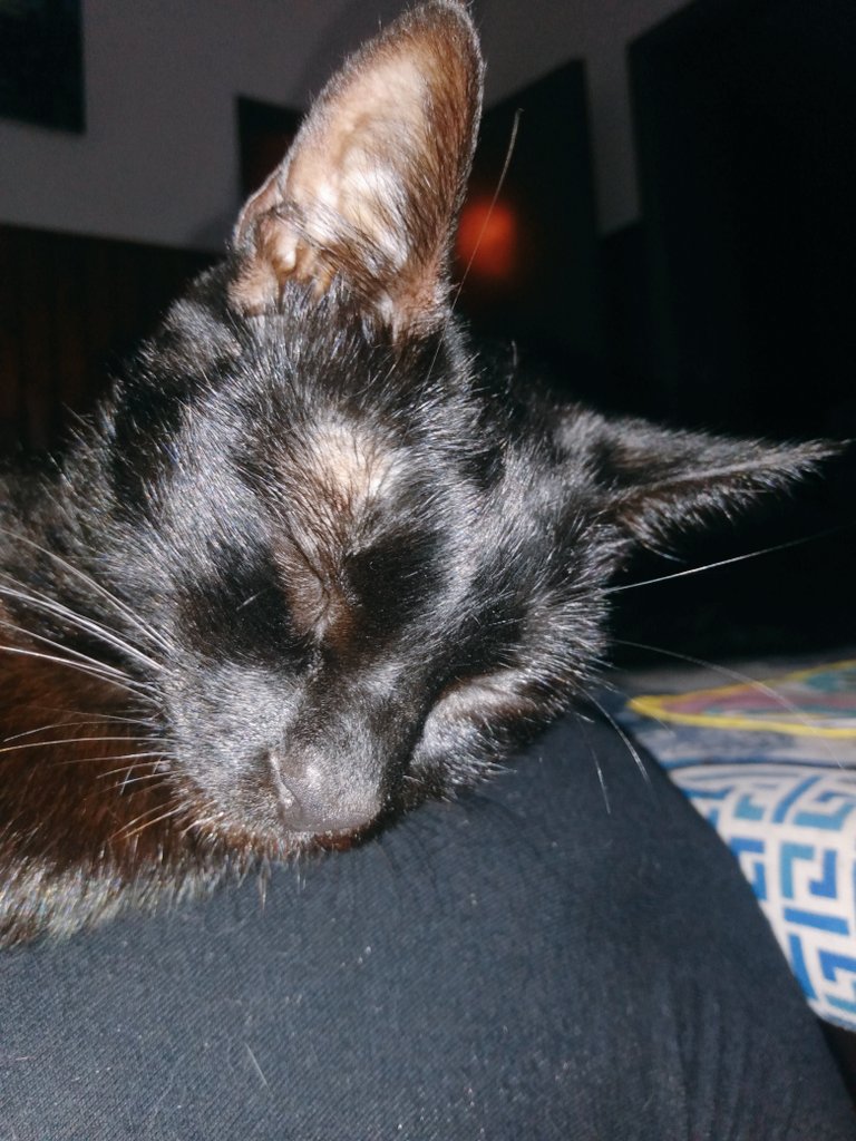 xdp_10's tweet image. #Ella #MiPantera #MiNegraHermosa 
#África 
#CatLove