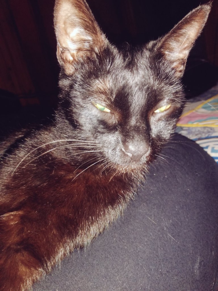 xdp_10's tweet image. #Ella #MiPantera #MiNegraHermosa 
#África 
#CatLove