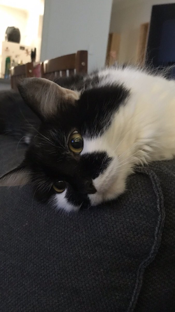 check_gon's tweet photo. I literally can't with this heat anymore. We are on our fourth day of 41 degrees & the next two days have 40+ degrees too. The aircon is struggling, the house bricks are hot & my poor cat is just laying looking at me🔥 MAKE IT STOP 😭#PerthHeatwave #Perth #WesternAustralia https://t.co/shwZs5WQgC