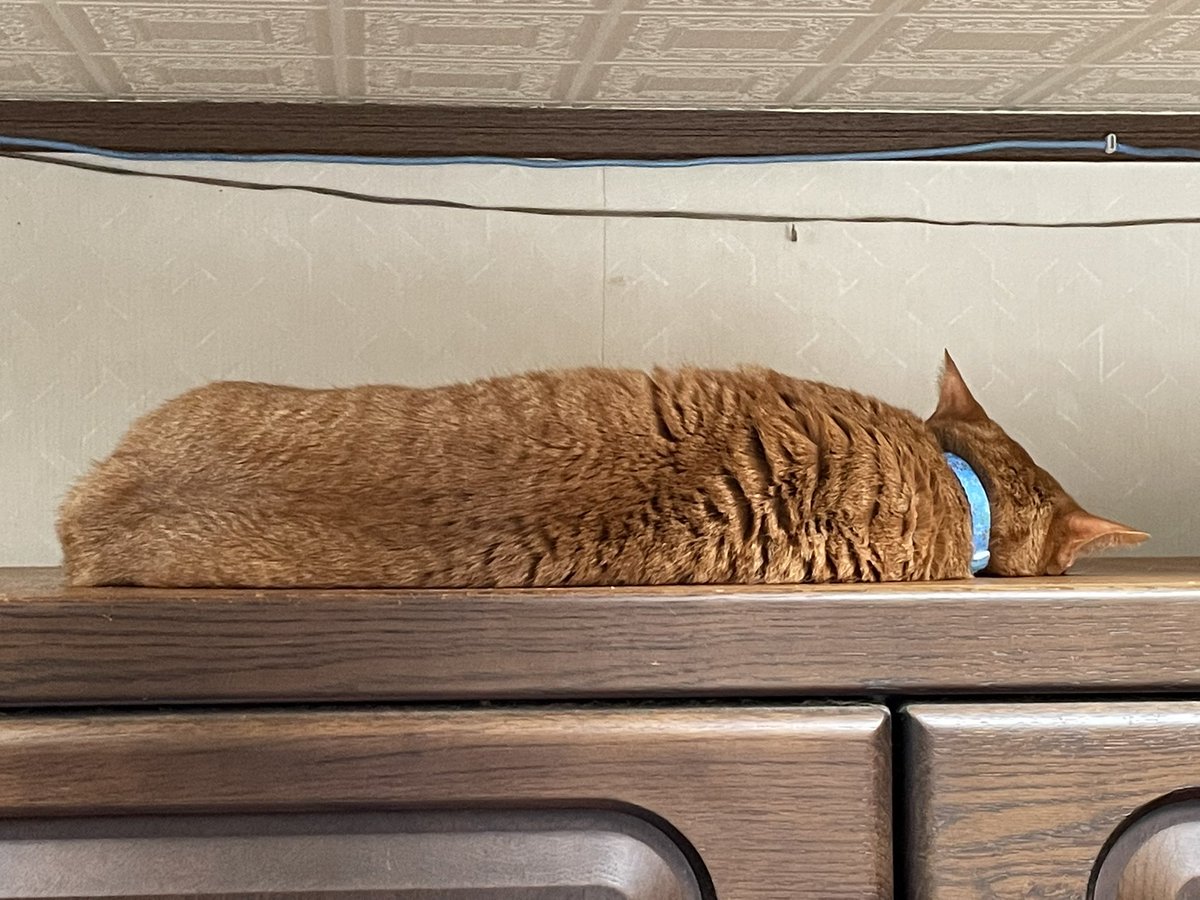 今朝の猫達🐾🐈🐈‍⬛🐱 それぞれの場所で寝てます😽 タンスの上でのレオ君🐾