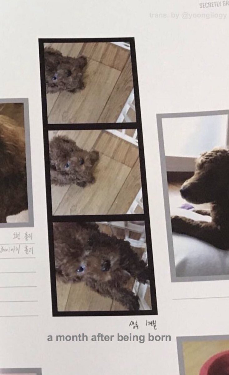 taegislv's tweet photo. — Recordemos siempre que yoongi tiene un álbum de fotos de holly y de nombre le puso "diario de crianza de min yoongi", de seguro esta foto esta en ese diario 😭 https://t.co/muPYSz0ySj