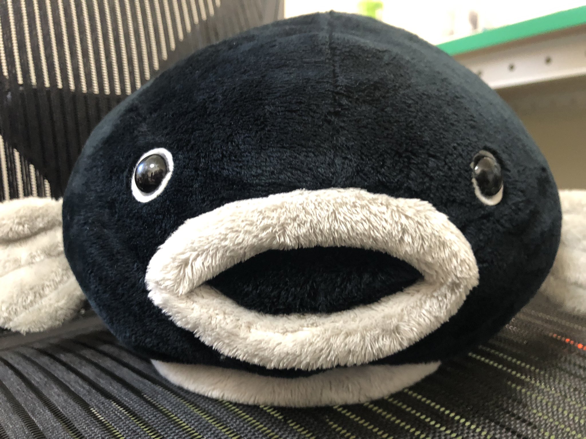 池田八惠子 魚屋でごっこって魚の切り身を初めて見て ぬいぐるみ持ってる と思って出してみた いつか函館で買ったごっこの ぬいぐるみ えっ お前食べられる魚だったのか ずっと金魚みたいな存在かと思ってた ごっこ T Co Cfkzfba7fz 池田八惠子 魚屋でごっこって魚の切り身を初めて見て ぬいぐるみ持ってる と思って出してみた いつか函館で買ったごっこの ぬいぐるみ えっ お前食べられる魚だったのか ずっと金魚みたいな存在かと思ってた ごっこ T Co Cfkzfba7fz