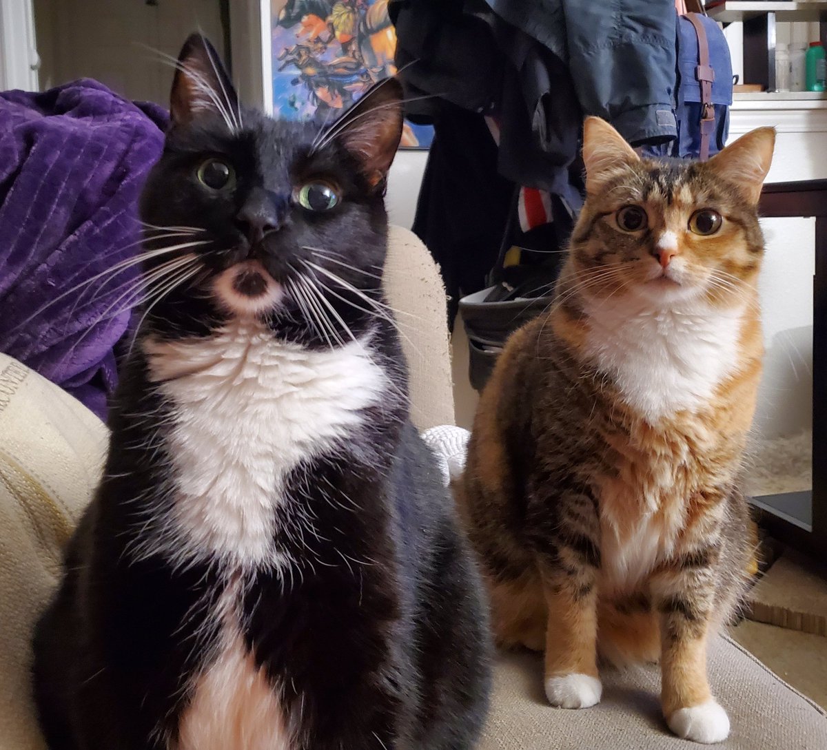 Cat_Cosplay's tweet image. Begging is a team sport now apparently...