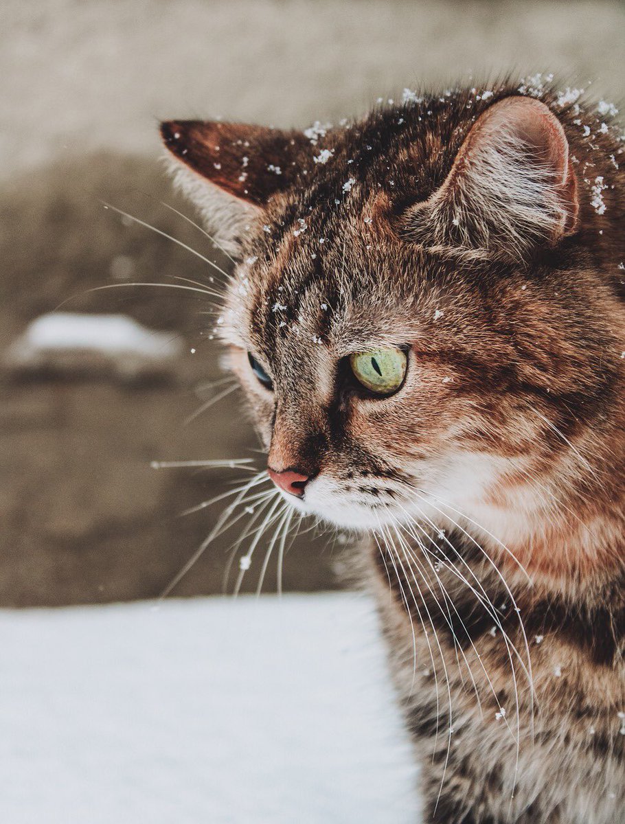 Lovely Friday and a beautiful weekend…☃️❄️🐱🌷💗

#GoodMorningEveryone ☃️ #HappyWeekend 🌷 #CoffeeTime ☕️ #Cat 🐈 #WinterFalls ❄️ #StayPositive 💞