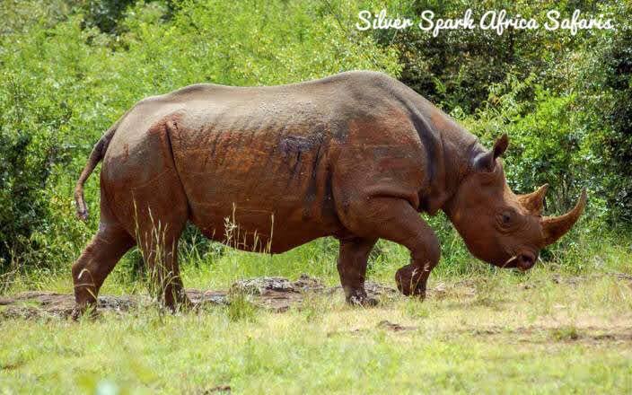 Repost:26:August :2016
📷~Black rhinoceros⁣
𝐍𝐚𝐢𝐫𝐨𝐛𝐢 𝐍𝐚𝐭𝐢𝐨𝐧𝐚𝐥 𝐏𝐚𝐫𝐤 ~Kenya⁣
Silversparkafricasafarisltd@gmail.com #SilverSparkAfriaca
#wildlifephotography #wildlife_perfection⁣
#igscwildlife