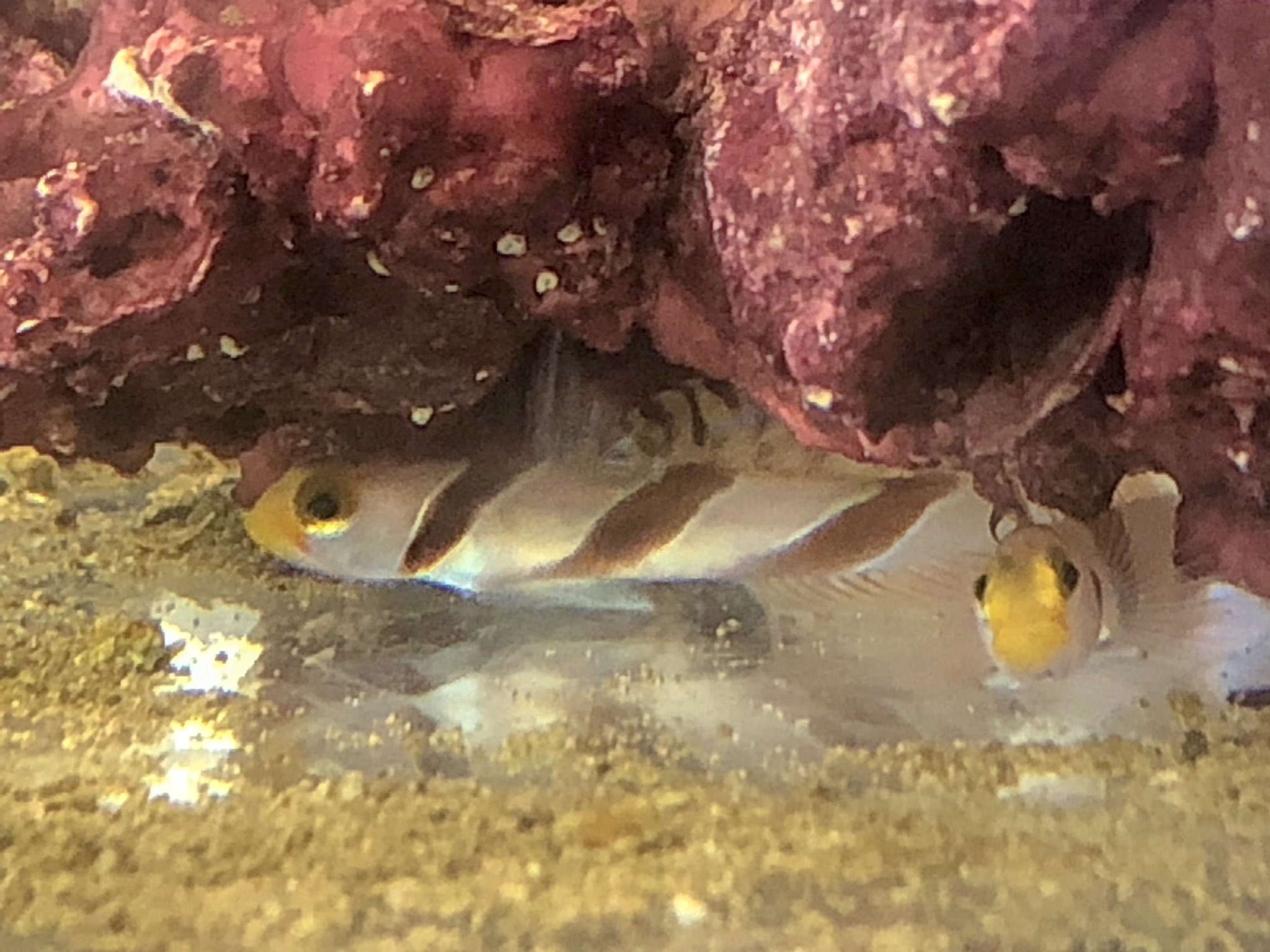 岡田金魚店 Okadakingyo Twitter