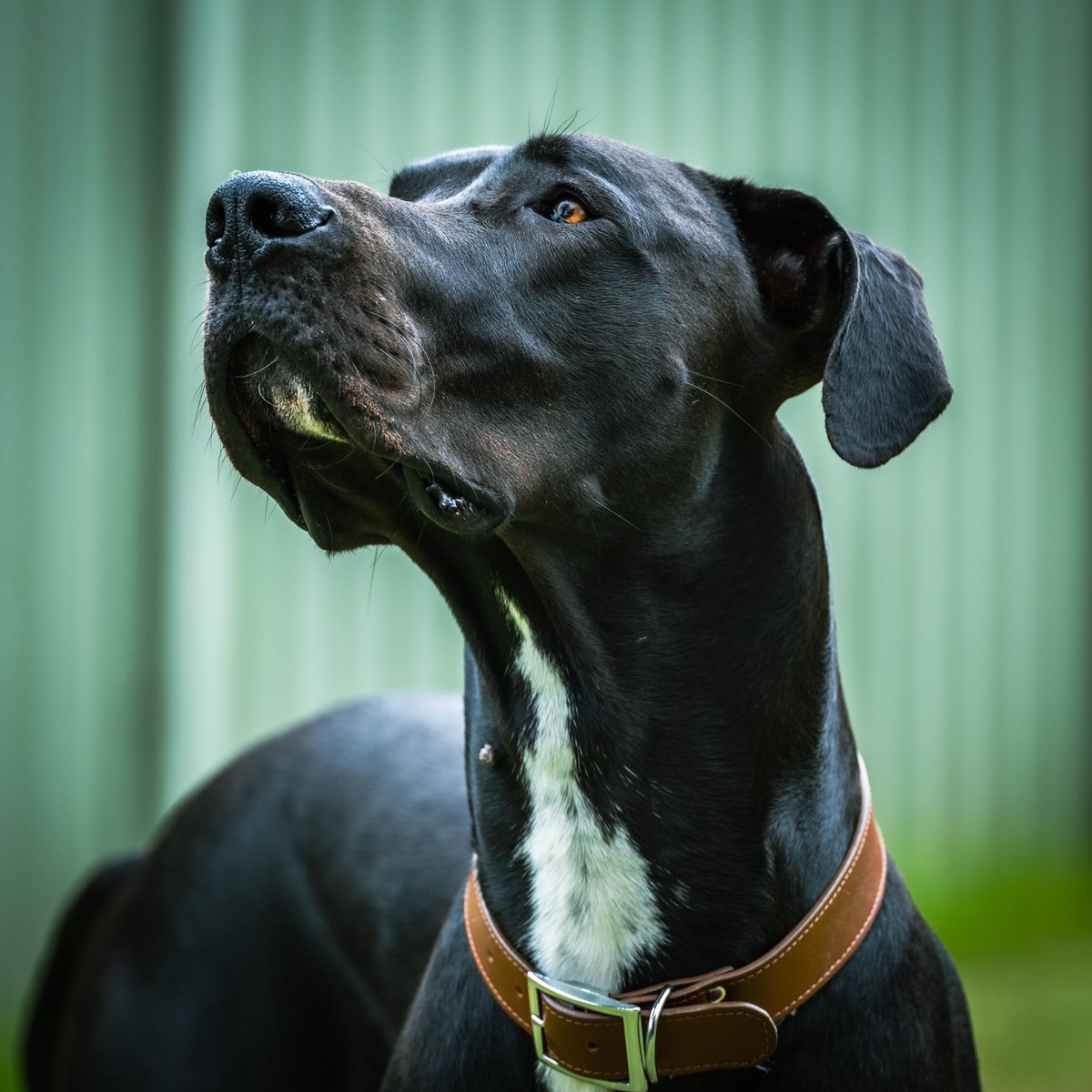 DjuroSen's tweet image. ‘ZUKO’ captured by @FujifilmX_AU #gfx50sii with 250mm prime + 1.4x extender.
RAW file edited in @Lightroom with PD04 Yellow Preset.
#fujifilm #largesensor #DogsofTwittter #dogs #greatdane #greatdanesoftwitter #greatdanes