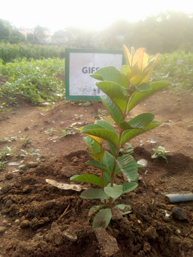 miketerungwa's tweet photo. Tree planting goes beyond the funfair of just planting,its nurturing and monitoring. 
This baby is 8 months old.
Photos of day 1,at 1week,3months and 8months. 
Using learning from Master Class on #CommunicatingConservation  by @TropicalBiology with support of @CommumityCEPF https://t.co/kyULYycRaG