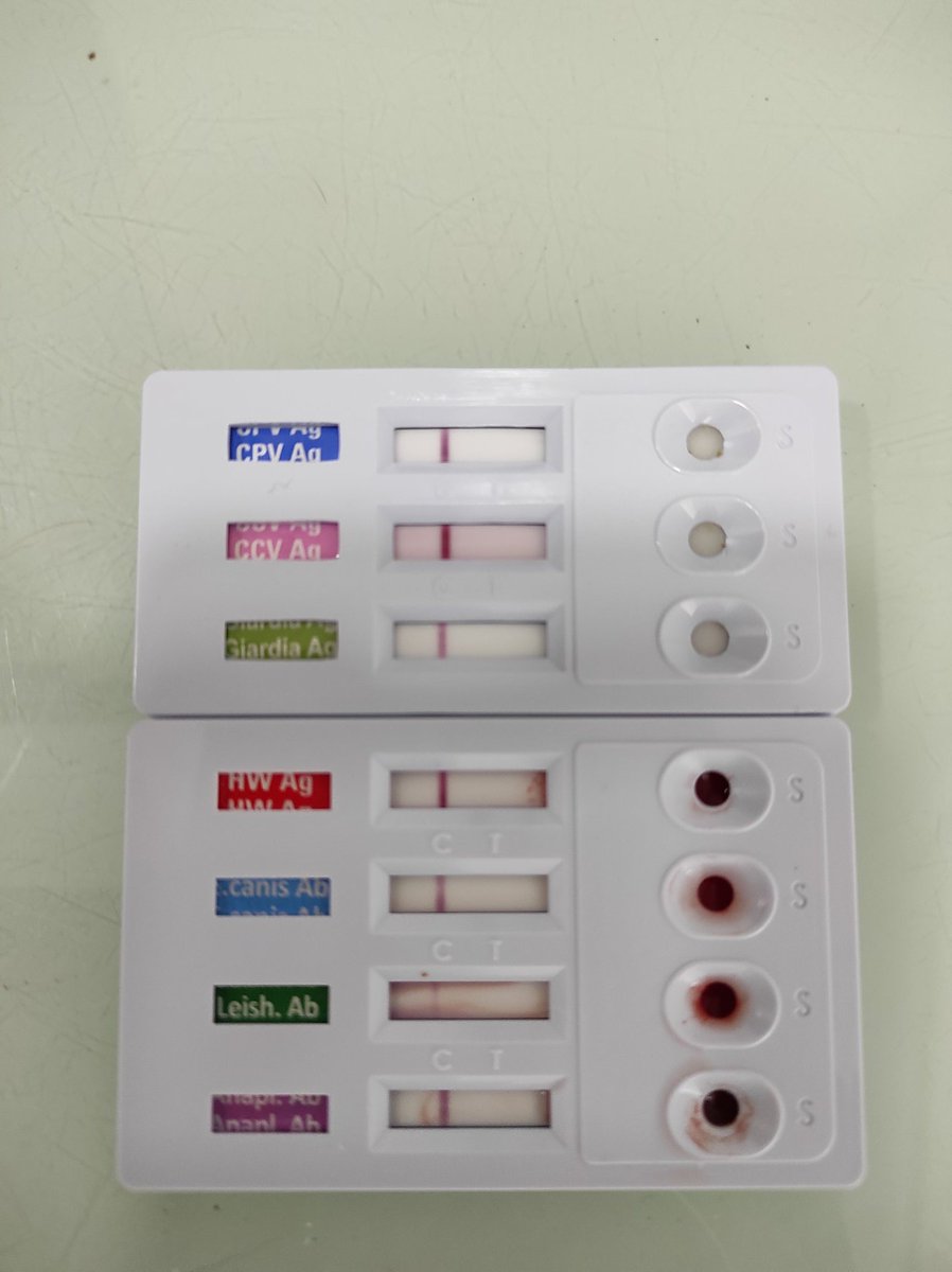 Test perruno completo: parvovirus, Covid, Giardia, leishmania....(y otras cosas chungas e impronunciables) Negativo. :))) Felicidad 1000 y subiendo (++)