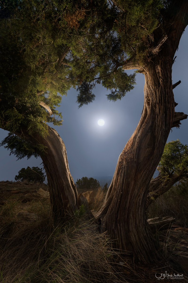 سعد مداوي الأحمري ☔️ Saad Mdawi AlAhmari tweet media