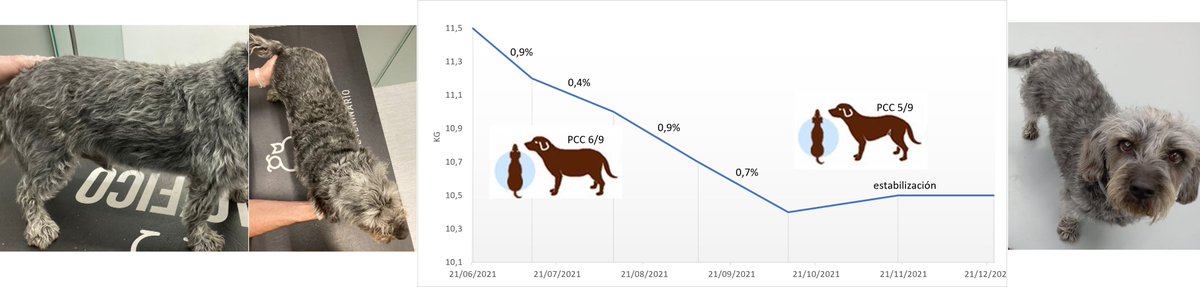 NutritionPet's tweet photo. Cádiz siempre ha sido el rey de la casa, pero sufría de un poco de sobrepeso. Preparamos un plan para que perdiera de forma segura y gracias a la implicación de sus propietarios y al trabajo de sus veterinarios de @cvpacifico  ha perdido peso y ¡está estupendo! 🥰💪❤️ Cádiz https://t.co/fxqQlsTc18