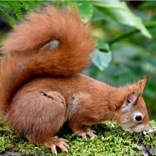 It's #RedSquirrelAppreciationDay Mae'n  #DiwnodGwerthfawrogirWiwerGoch - good day to share your #RedSquirrel photos 🐿 <a href="/PenrhosSave/">ACHUB PENRHOS / SAVE PENRHOS NATURE RESERVE 🍃💚🍃</a> <a href="/elldina2/">elldina2🍃💚🍃</a> <a href="/twittyhilster/">Hilary PatersonJones🍃💚🍃 #LocalParkCommunities</a> <a href="/Lisabla82973016/">Lisa black</a> <a href="/JennyJo00707399/">Jenny Jones</a> <a href="/sharonjones5961/">Sharon Jones 🏴󠁧󠁢󠁷󠁬󠁳󠁿</a> photos by Brian Kitt 🙏