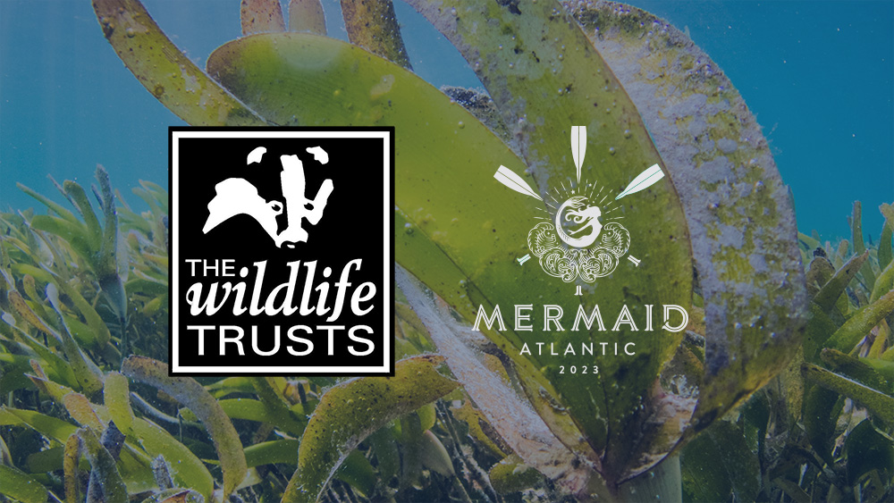 Mermaid Atlantic (@mermaidatl) on Twitter photo The <a href="/HantsIWWildlife/">Hampshire & Isle of Wight Wildlife Trust</a> is our next charity and their Wilder Solent campaign is helping to raise environmental awareness, including the protection of seagrass meadows. If you can help us to reach our fundraising goal head here gofundme.com/f/mermaidatlan…
#charity #atlanticrow #twac The <a href="/HantsIWWildlife/">Hampshire & Isle of Wight Wildlife Trust</a> is our next charity and their Wilder Solent campaign is helping to raise environmental awareness, including the protection of seagrass meadows. If you can help us to reach our fundraising goal head here gofundme.com/f/mermaidatlan…
#charity #atlanticrow #twac