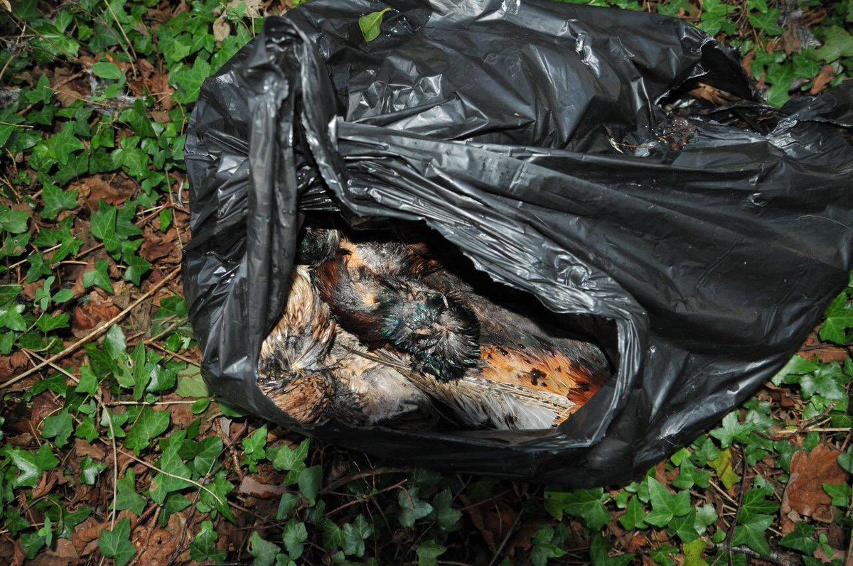 MORE pheasants shot &amp; dumped, this time in N Wales.

The UK shooting industry is largely unregulated, has no respect for quarry, kills protected birds of prey, is out of control. <a href="/DefraGovUK/">Defra UK</a> <a href="/NaturalEngland/">Natural England</a> 

…ptorpersecutionscotland.wordpress.com/2022/01/21/mor… via @Judyhew70906138