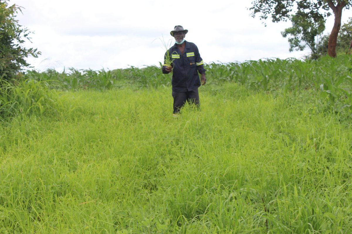 CGCDZ_OFFICIAL tweet media