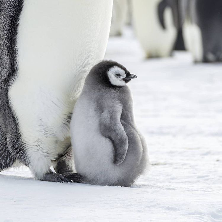 inuinupretty's tweet photo. そんなことよりペンギンの赤ちゃんかわいいから見て https://t.co/RH9k7BLYD0