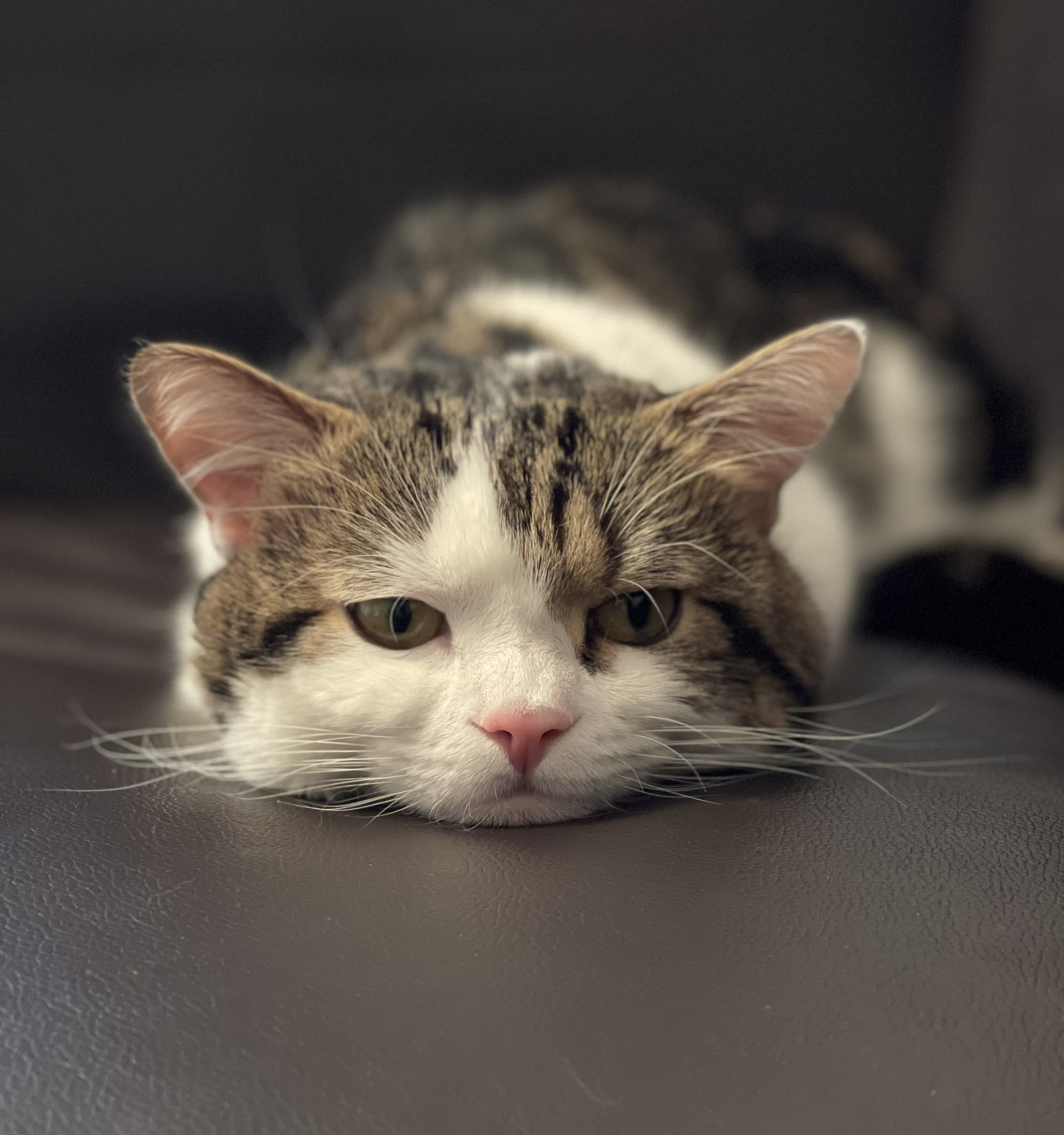 ライちゃん日記 この表情かわいい 眠いライちゃん T Co G8jbvxnn8e Twitter