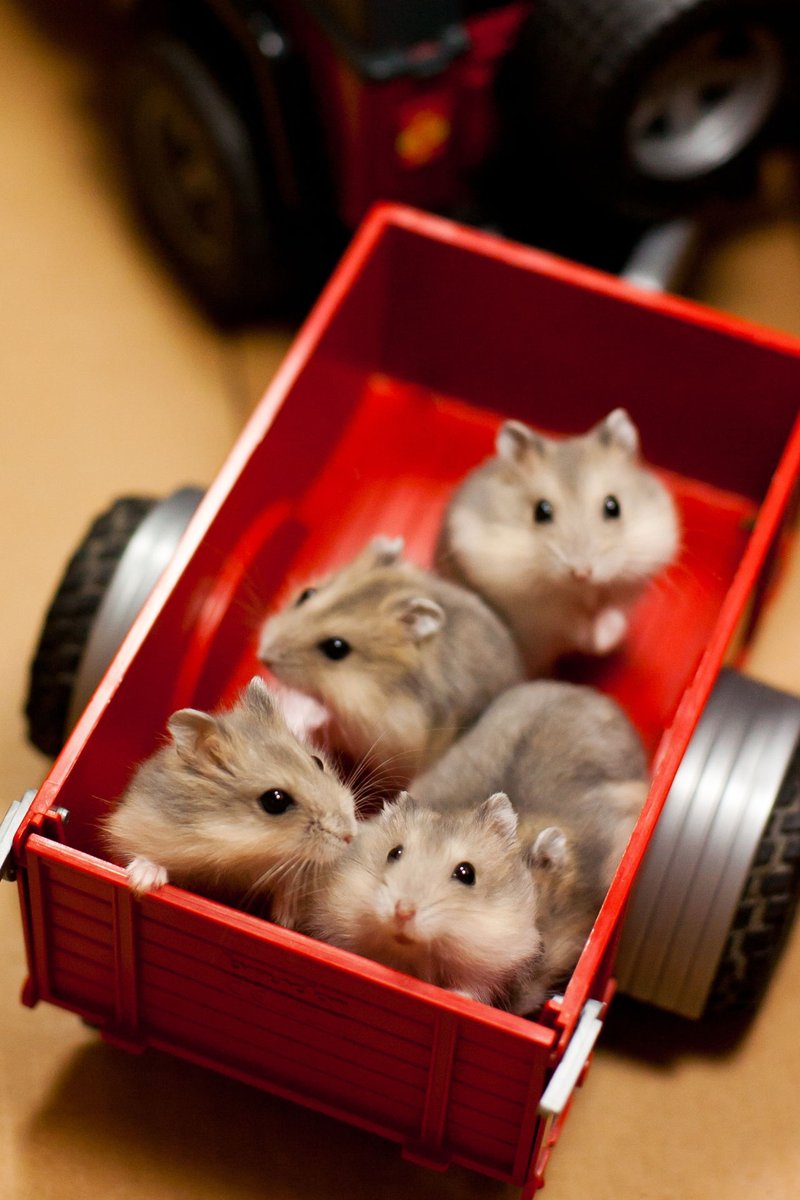 hamsterybot's tweet photo. https://t.co/nBiaiUDEuj