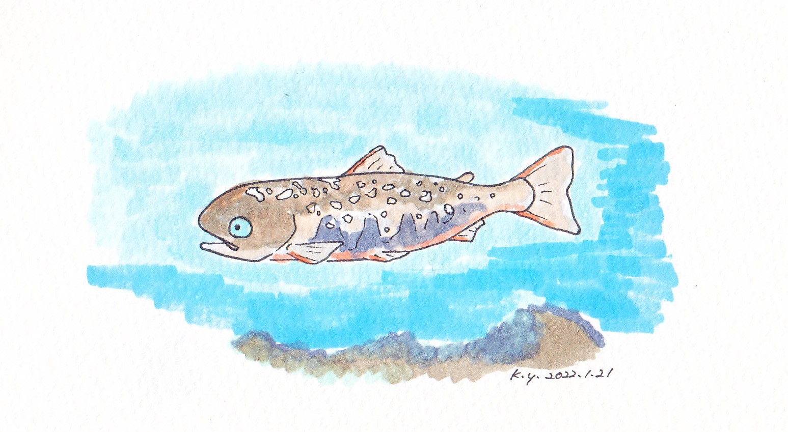 ゆりこうだい 2121 1 イワナ 一日一絵 イラスト 手描きイラスト Copic コピック イワナ 岩魚 淡水魚 渓流釣り T Co V2hdpdzohc Twitter