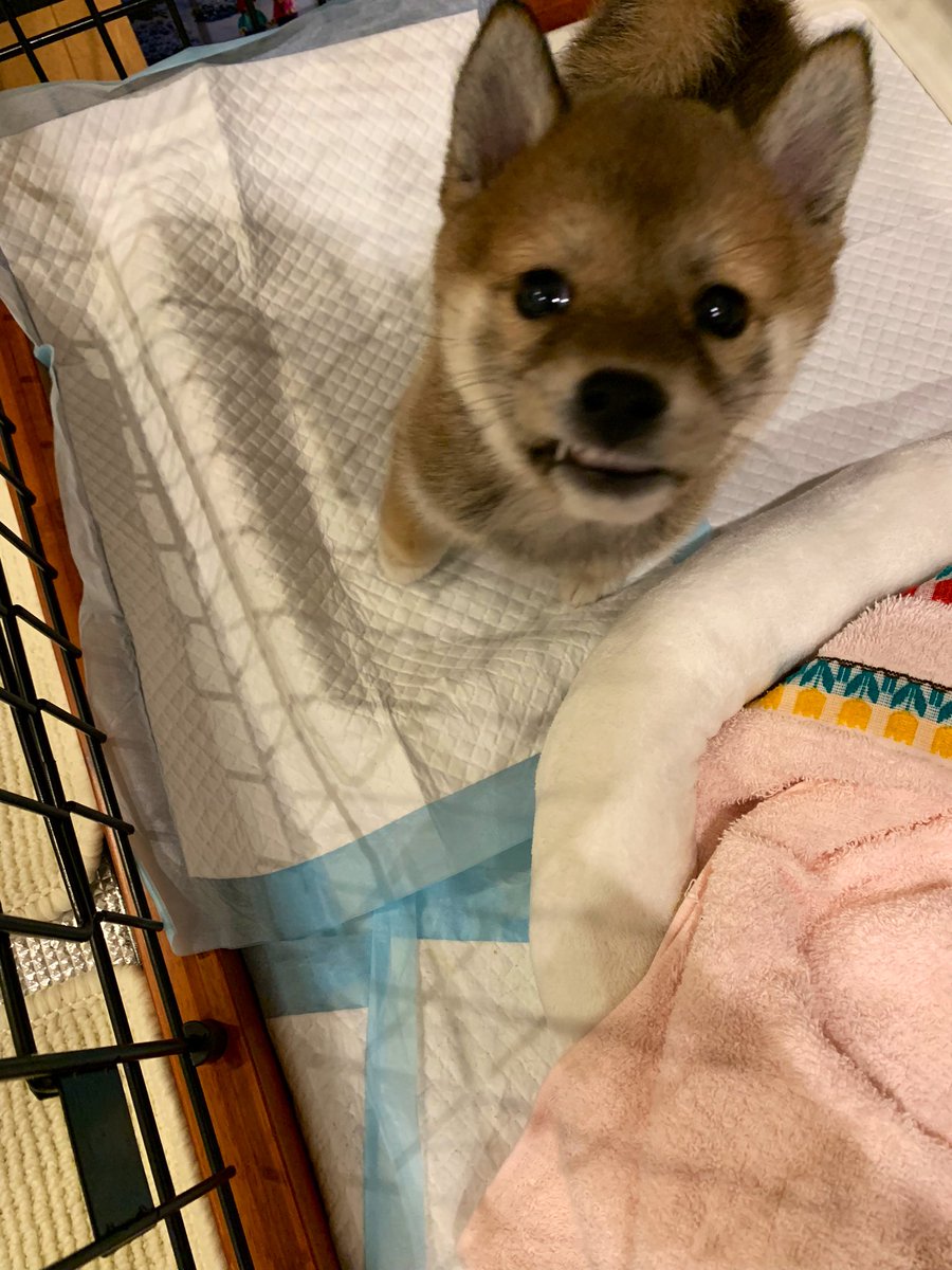 犬ちゃん Inuchan222 Twitter