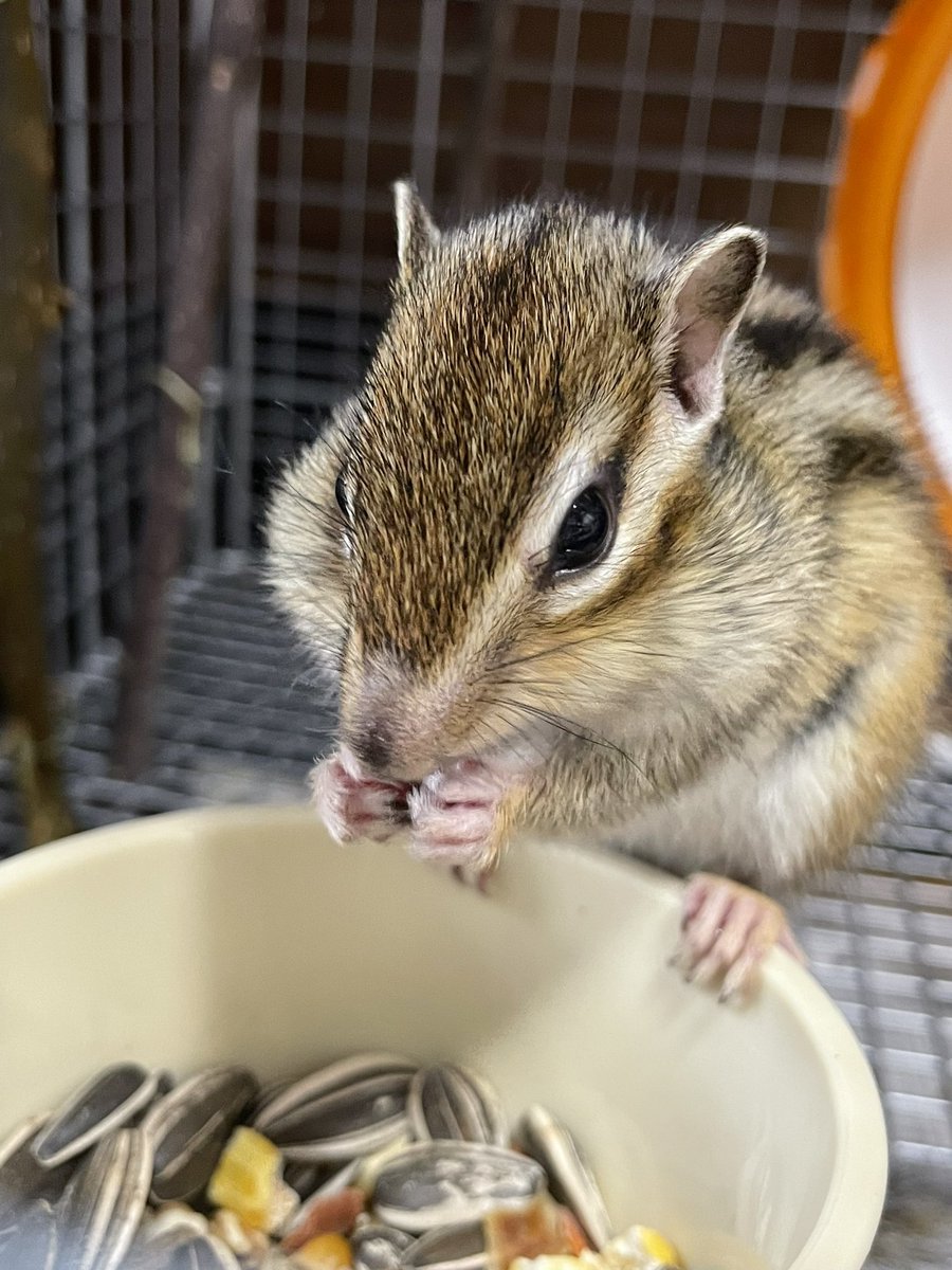 りすの日 Twitter Search Twitter