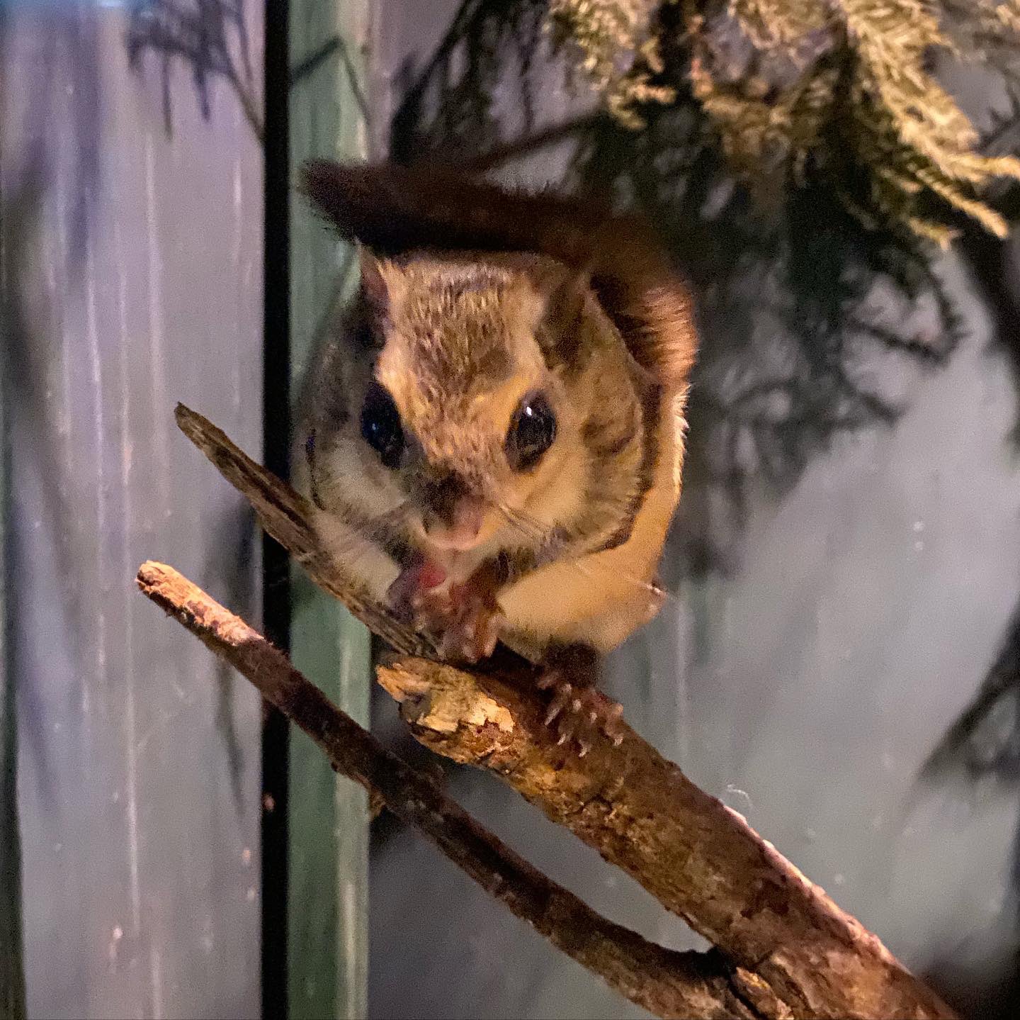 ホンシュウモモンガ Twitter Search Twitter