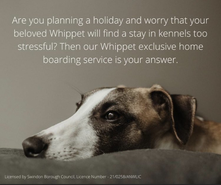 whippet home boarding