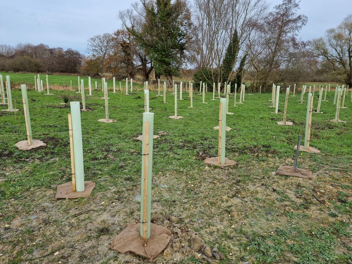 SuffolkTrees's tweet image. Getting ready to do this tomorrow  with 660 trees grown in STWN #CommunityTreeNurseries #agroforestry #SuffolkTrees catch a preview on ⁦⁦@BBCSuffolk⁩ with ⁦@MarkGlennMurphy⁩ @WaveneyGuy 8.50am ⁦@suffolkcc⁩ ⁦⁦@SiconFoundation⁩ ⁦⁦@JournoJon⁩