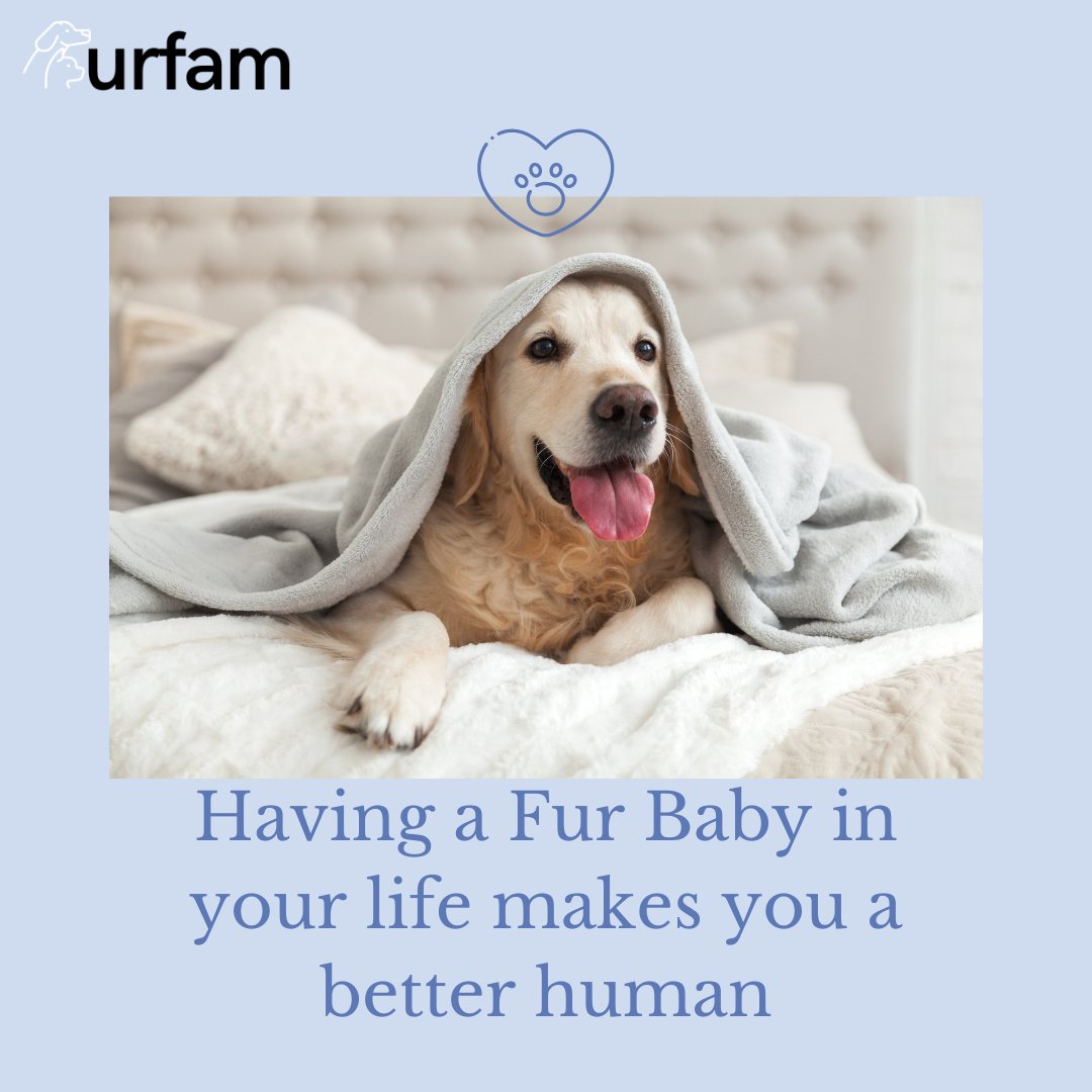 FurFamOfficial tweet picture