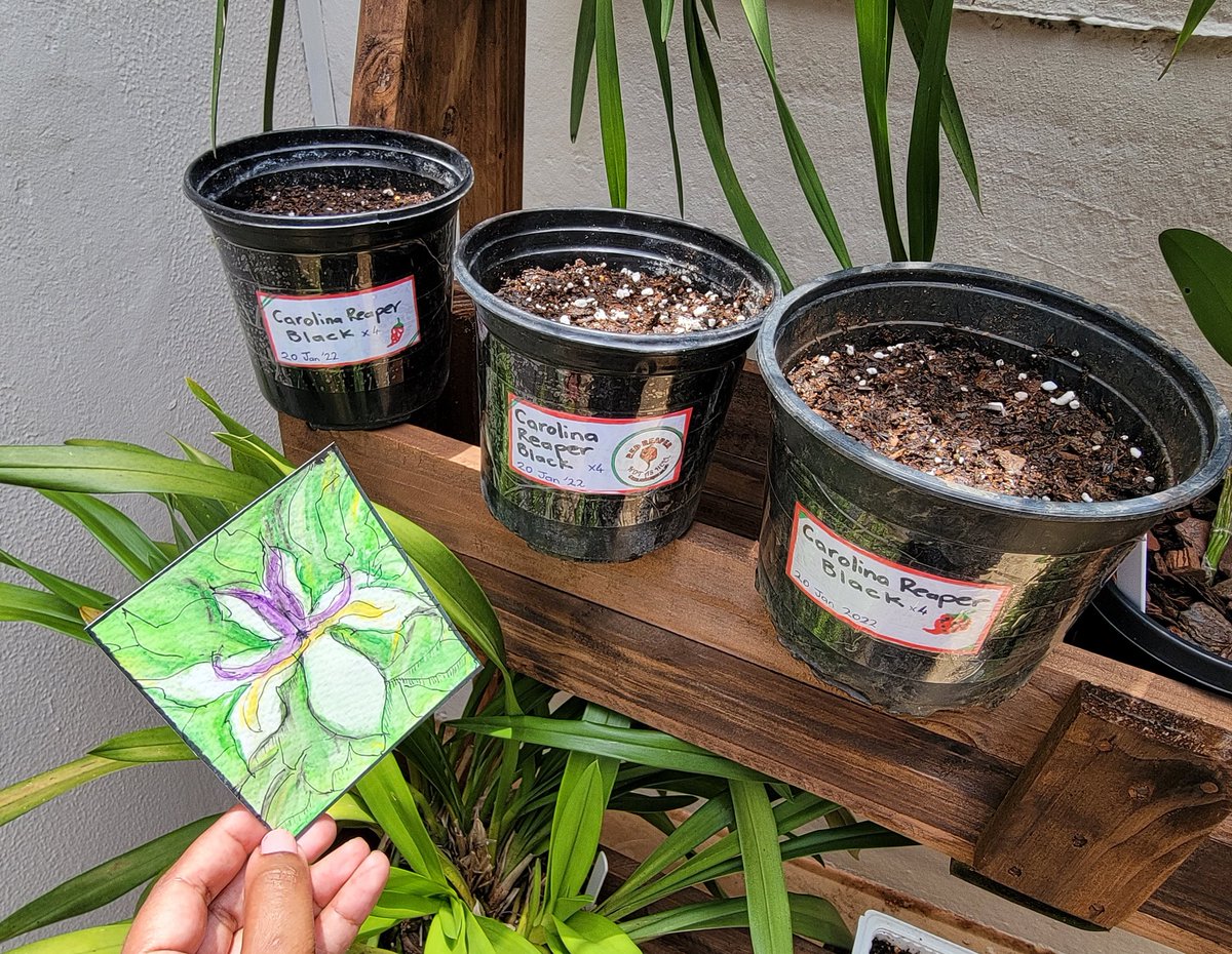 LaviniaEngel's tweet photo. The heat is on! 🌶️🔥 Thank you for the Carolina Reaper seeds and original artwork, Scott 🥳
This is the World's HOTTTEST chilli pepper. Beyond excited! Yhuuuu 💥💥💥
#hotpeppers #chilliheads https://t.co/uR1GpED41j