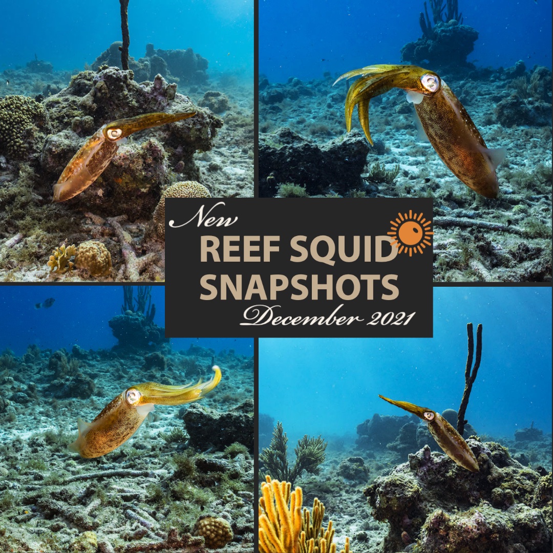 More snapshots?  How about some Reef Squids? 
for more check out here: 
naturepicsfilms.com/fresh-squid-12…
#snapshot #traveltheworld #curaçao #caribbean #scubadiving #scuba #ocean #sonyalpha #oceanlover #underwaterworld #undersea #underwaterlife #sonyalpha1 #underwaterphotography #reefsquid