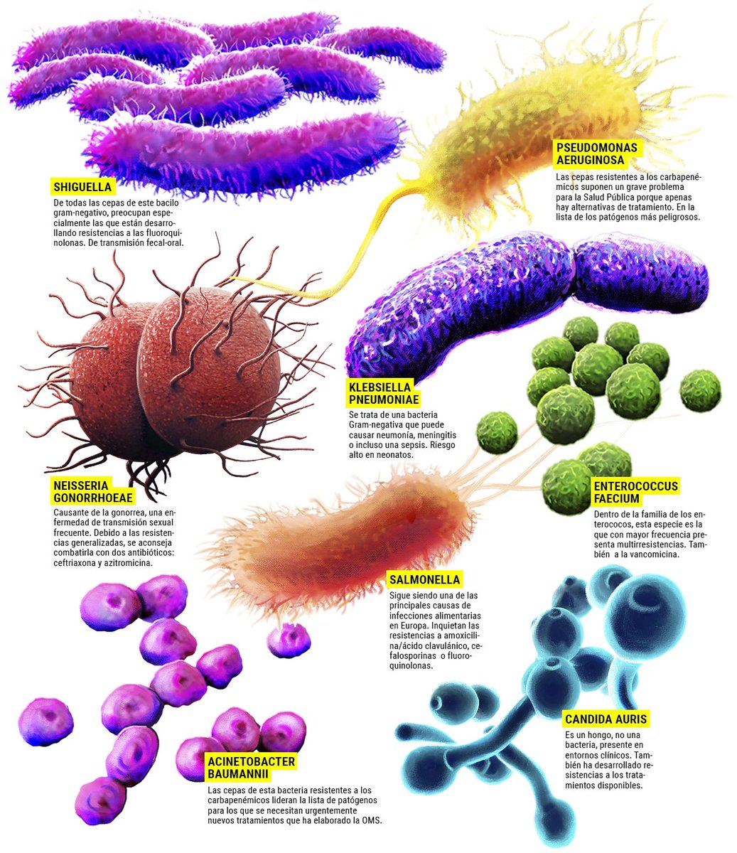 Superbacterias y resistencia a antibióticos. Las superbacterias ya matan más que el cáncer, el sida y la malaria. Un estudio alerta de que cada año mueren 1,2 millones de personas por infecciones resistentes a antibióticos. elpais.com/ciencia/2022-0…