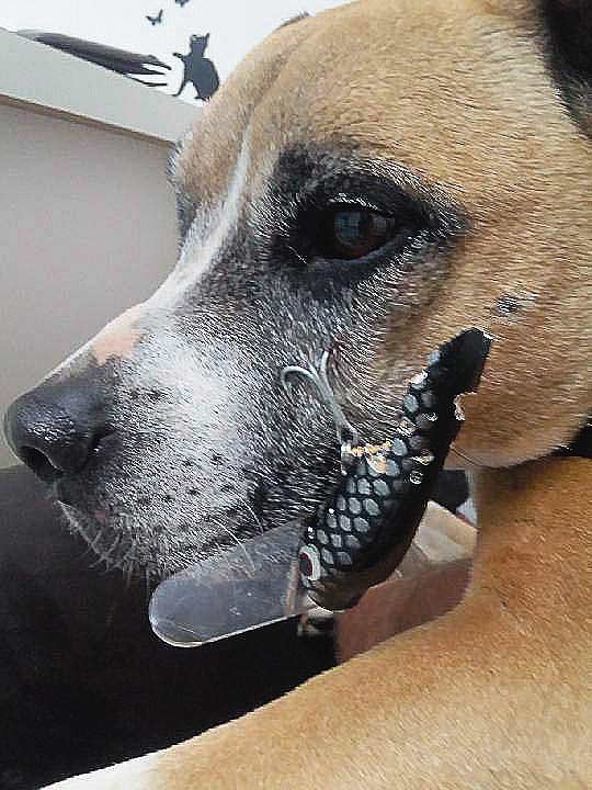 Treble trouble: Beware of stray hooks when headed outdoors 

By Kelly LucasDOGS are great companions... 
sheppadviser.com.au/treble-trouble…