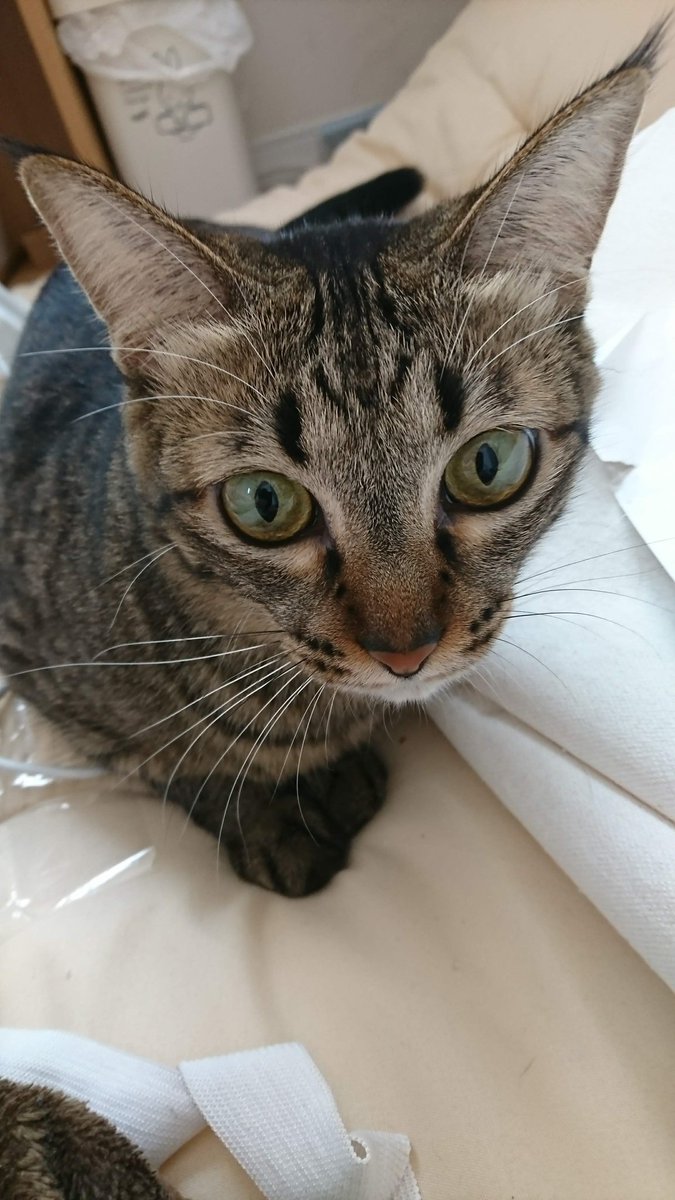 pixUjKyVufqSjNK's tweet photo. くるみです😎こんな可愛い娘が元捨て猫とは考えられない😭もう一緒に暮らして2年が経ちます🥰これからも元気に🥰

 #保護猫  #野良から飼い猫に化けました  #猫好きさんと繋がりたい🐱  #猫  #ネコ https://t.co/MREhDbPOBp