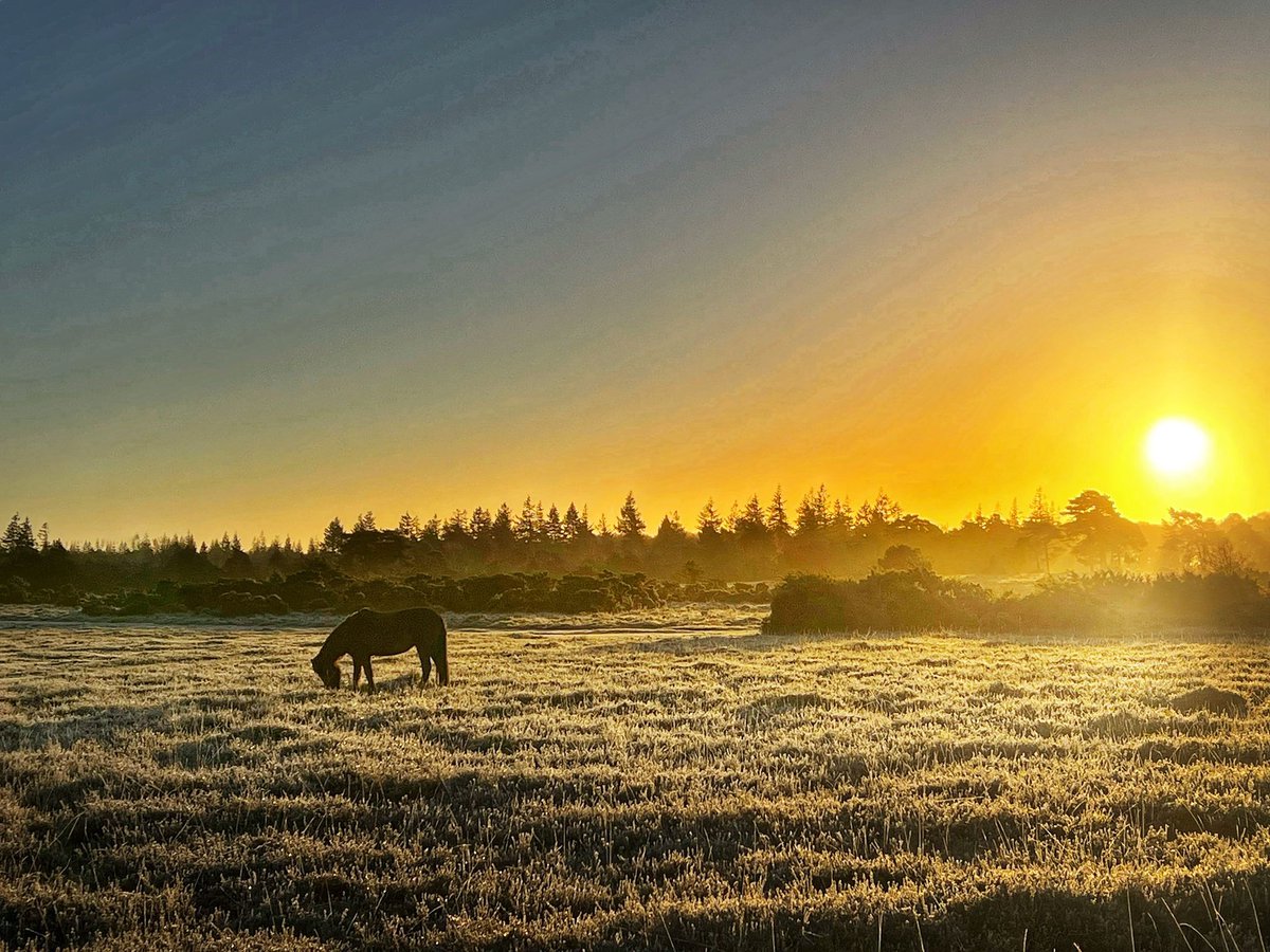 A beautiful, frosty winter's morning here in the New Forest National Park - our home.

#Fridayfeeling #NewForestNationalPark #winter2022 #home