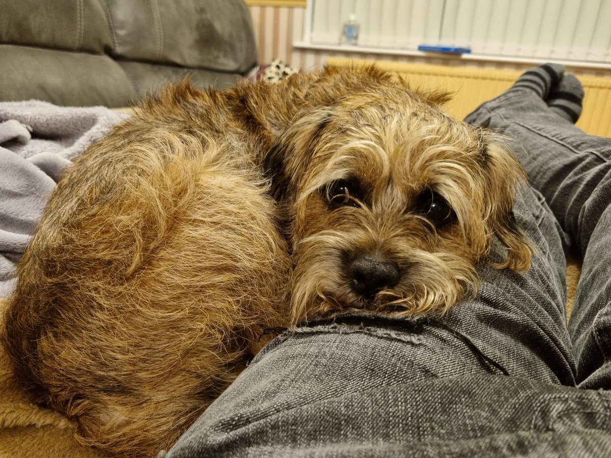 House_Carrot's tweet photo. Sometimes just gotta cuddle your human #BTPosse #dogsoftwitter https://t.co/fEADwdTYoq