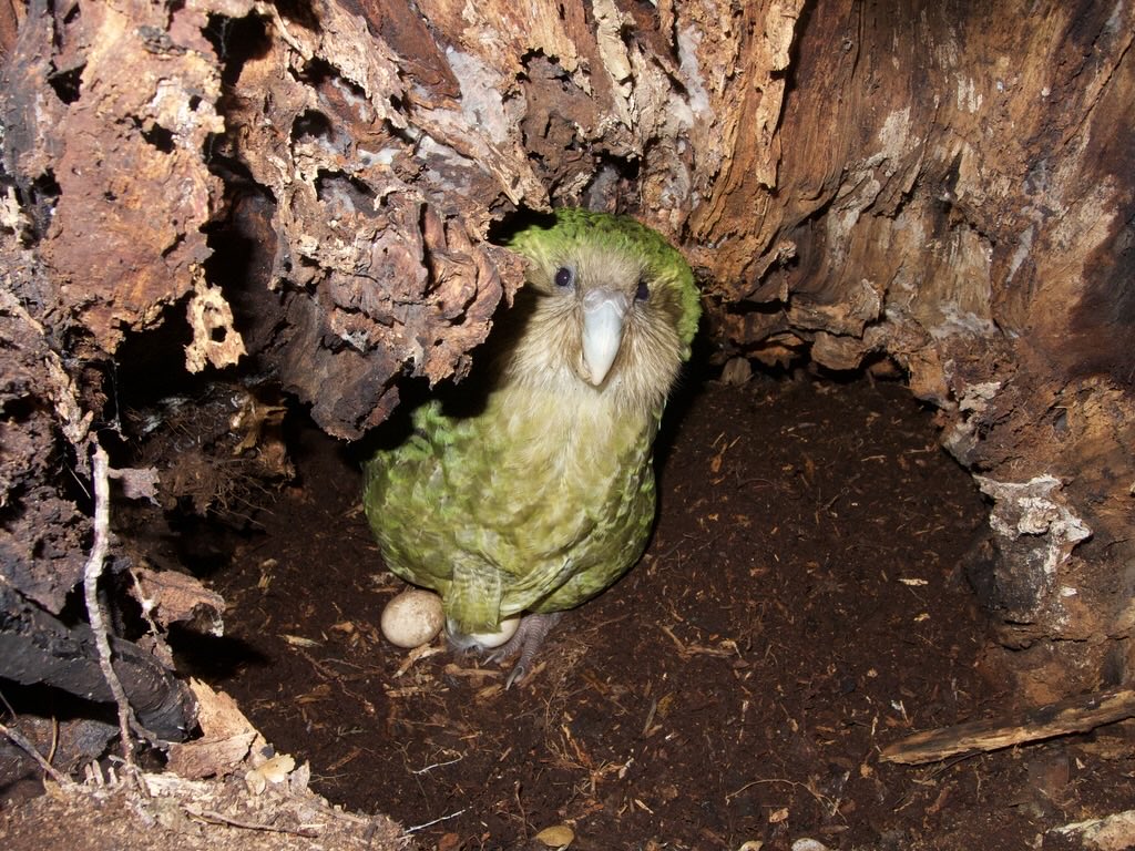Three #kakapo nests found on Anchor today:
- Yasmine 🥚🥚
- Toitiiti 🥚🥚
- Atareta 🥚🥚
Also, Aranga on a nest on Whenua Hou, eggs unknown.
#kakapo2022 #conservation #parrots