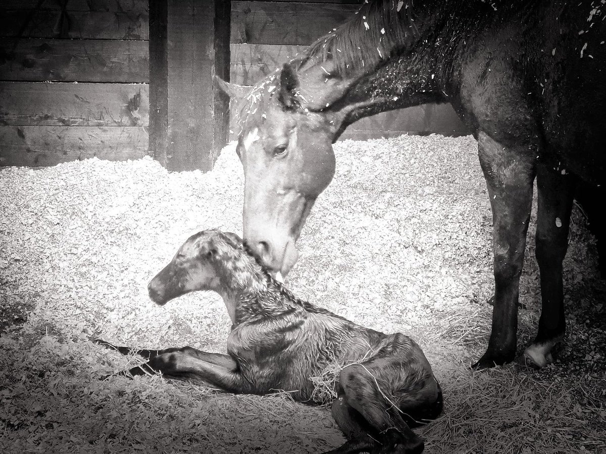 JessWestwood's tweet photo. Thank god for Infra-red heaters! First foal of the year on the coldest night! A lovely filly by @OverburySires Jack Hobbs ex Drop The Hammer. #FillyFoal #DriMee @DrimeeGB
#RPFoalGallery https://t.co/N8q9CIH0gv