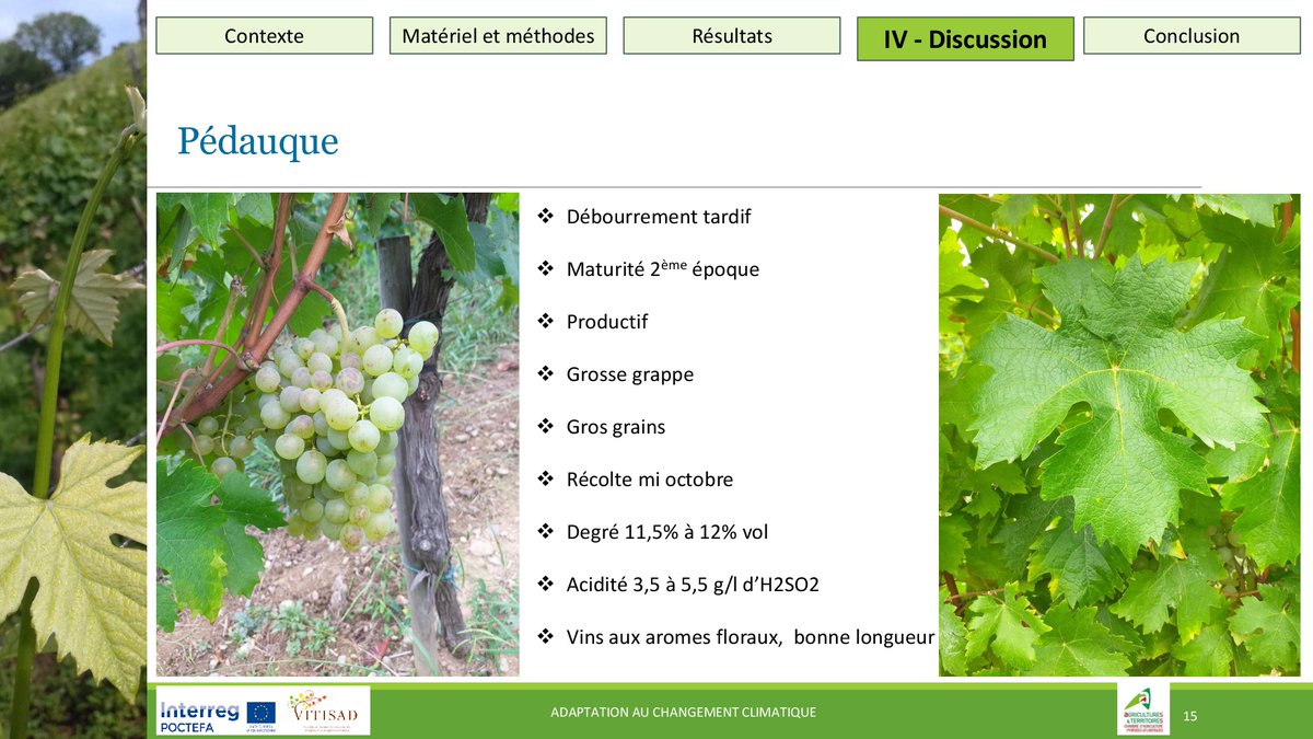 Trabajos de <a href="/ChambreAgri64/">Chambre Agriculture 64</a> con variedades antiguas y minoritarias con interés para la adaptación del #viñedo al #CambioClimático 
 ➡️Jornada Proyecto #VITISAD
🔗vitisad.eu/2021/12/14/748/