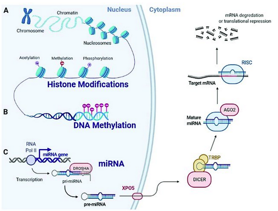 JC_Rotondo's tweet photo. 🔬Epigenetic Dysregulations in Merkel Cell Polyomavirus-Driven Merkel Cell Carcinoma https://t.co/07a9HYIiQt
#Merkelcellpolyomavirus #MCPyV #Merkelcellcarcinoma #epigenetics #histoneposttranslationalmodifications #DNAmethylation #microRNA #miRNA @IJMS_MDPI @MDPIOpenAccess https://t.co/FfXbf4fzuZ