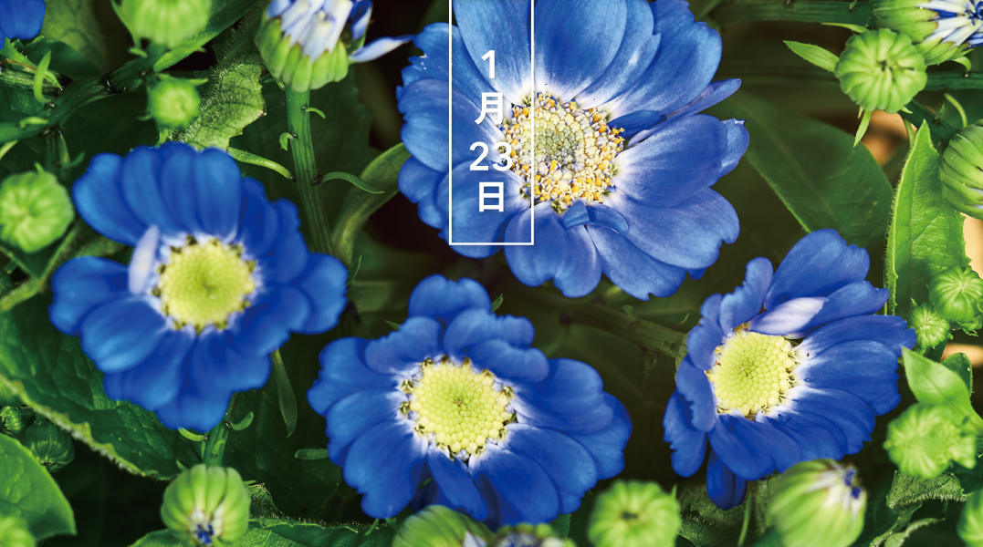 島田ひろかず 天月るり マスク 手洗い 9 25サンクリ にゃごズ ｉ06b Booth通販 Rt 543life サイネリア 青 花の日めくり 花言葉 悩み多き恋 明治時代にやってきました 花期は12 4月で青やピンク 白などの花をつけます 葉がフキの葉に似て