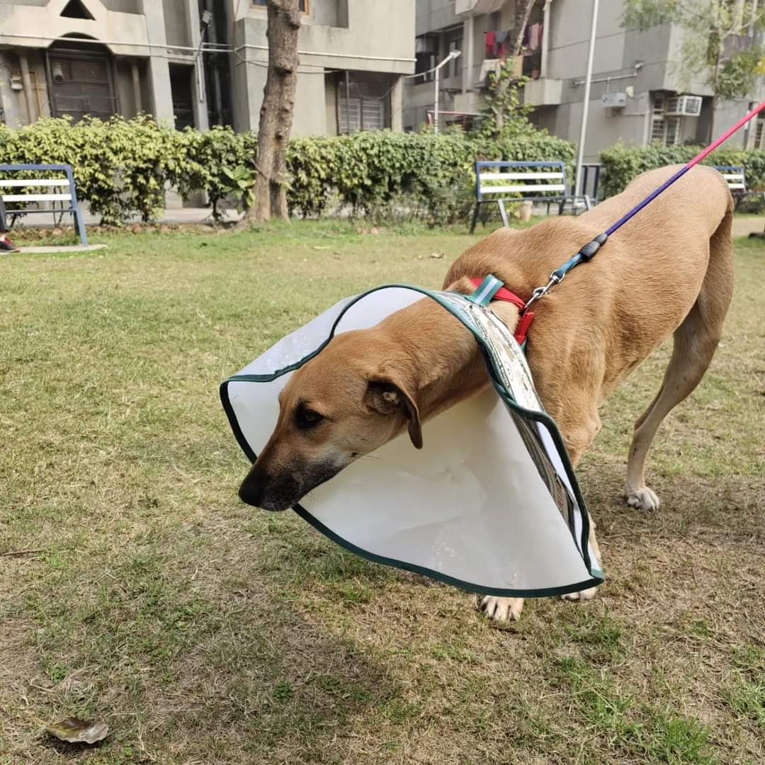 apawfive's tweet photo. Update on Mangu.

He's recovering well! :) Yesterday, we finally saw the last of his exposed bone get covered with scar tissue and muscle. It's closed! Hopefully, it won't be long before we're able to reunite him with his pack now! ❤️
.
.
#apawfive #straydogsindia https://t.co/CJhnKiu6VB