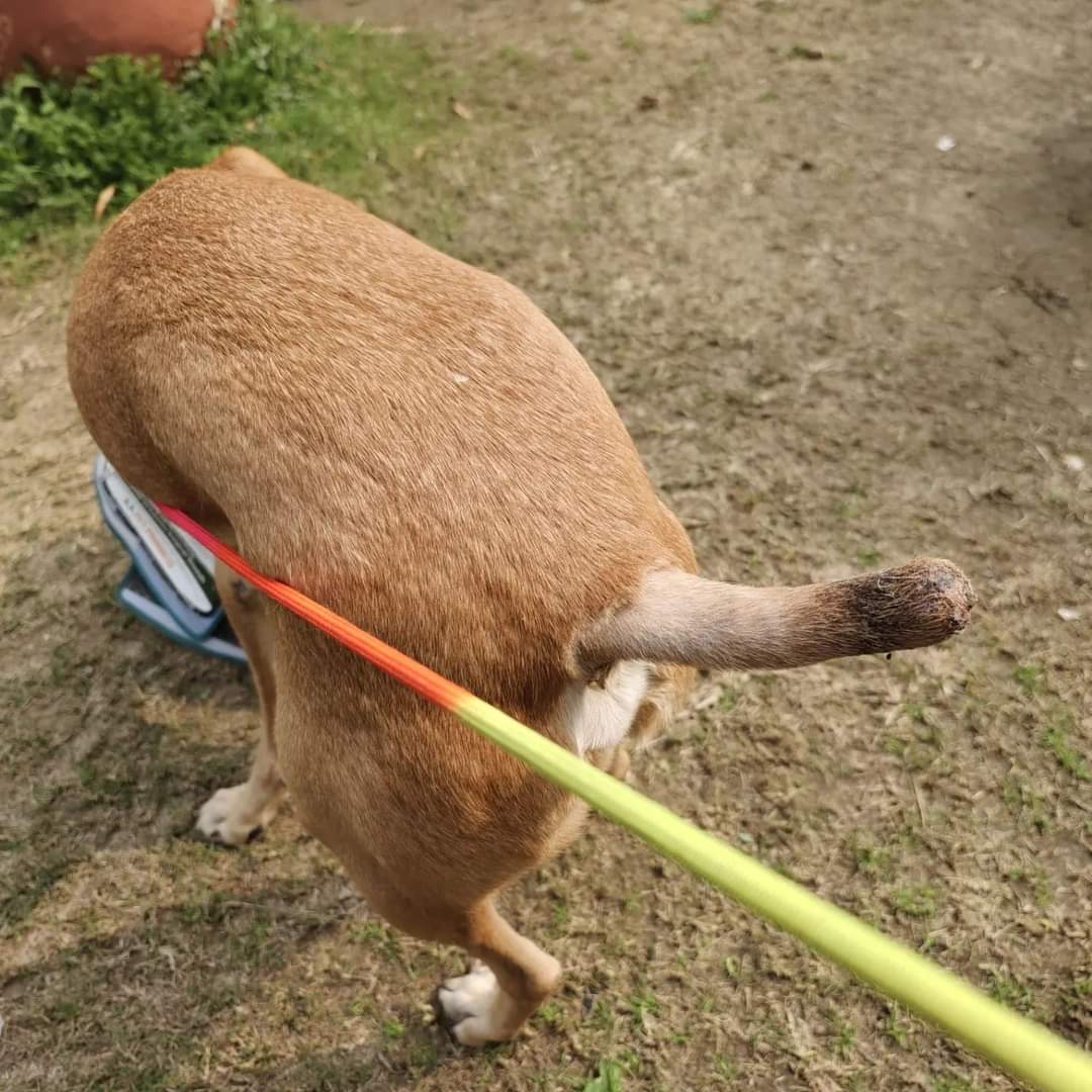 apawfive's tweet photo. Update on Mangu.

He's recovering well! :) Yesterday, we finally saw the last of his exposed bone get covered with scar tissue and muscle. It's closed! Hopefully, it won't be long before we're able to reunite him with his pack now! ❤️
.
.
#apawfive #straydogsindia https://t.co/CJhnKiu6VB