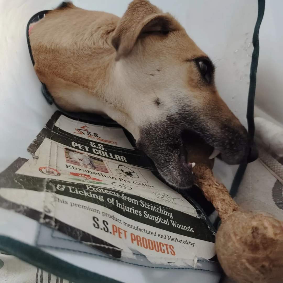 apawfive's tweet photo. Update on Mangu.

He's recovering well! :) Yesterday, we finally saw the last of his exposed bone get covered with scar tissue and muscle. It's closed! Hopefully, it won't be long before we're able to reunite him with his pack now! ❤️
.
.
#apawfive #straydogsindia https://t.co/CJhnKiu6VB