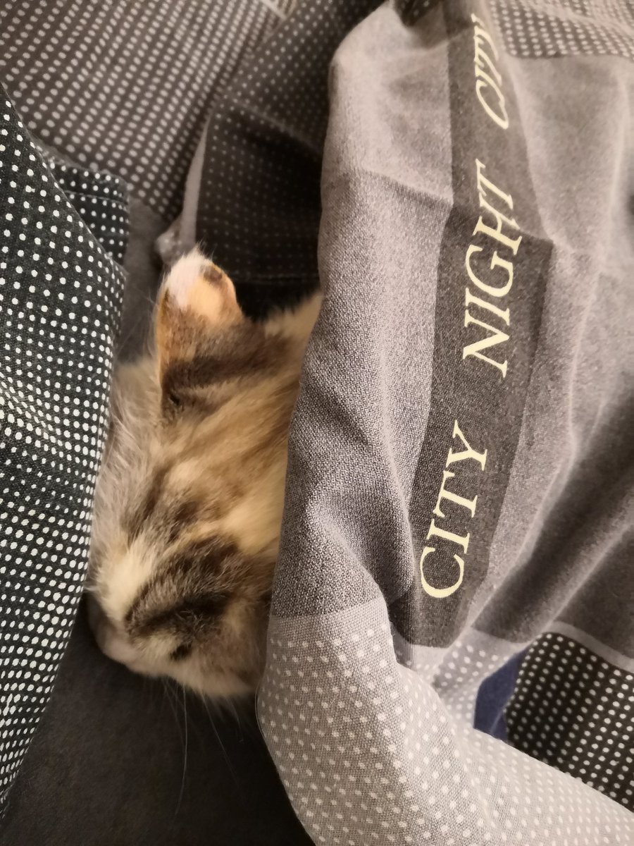 _COSMO_PRINCESS's tweet image. Замерзшая кица