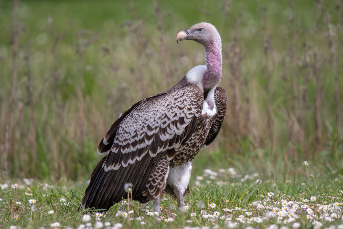banhamzoo's tweet photo. Did you know that the Ruppell's griffon #vulture is the world's highest flying #bird? They have been recorded reaching an altitude of 37,000 feet - that’s around the same height a plane flies at! ✈️

#funfact #didyouknow #birdphotography #photography #animals #birds #animalfacts https://t.co/1goncy7H8b