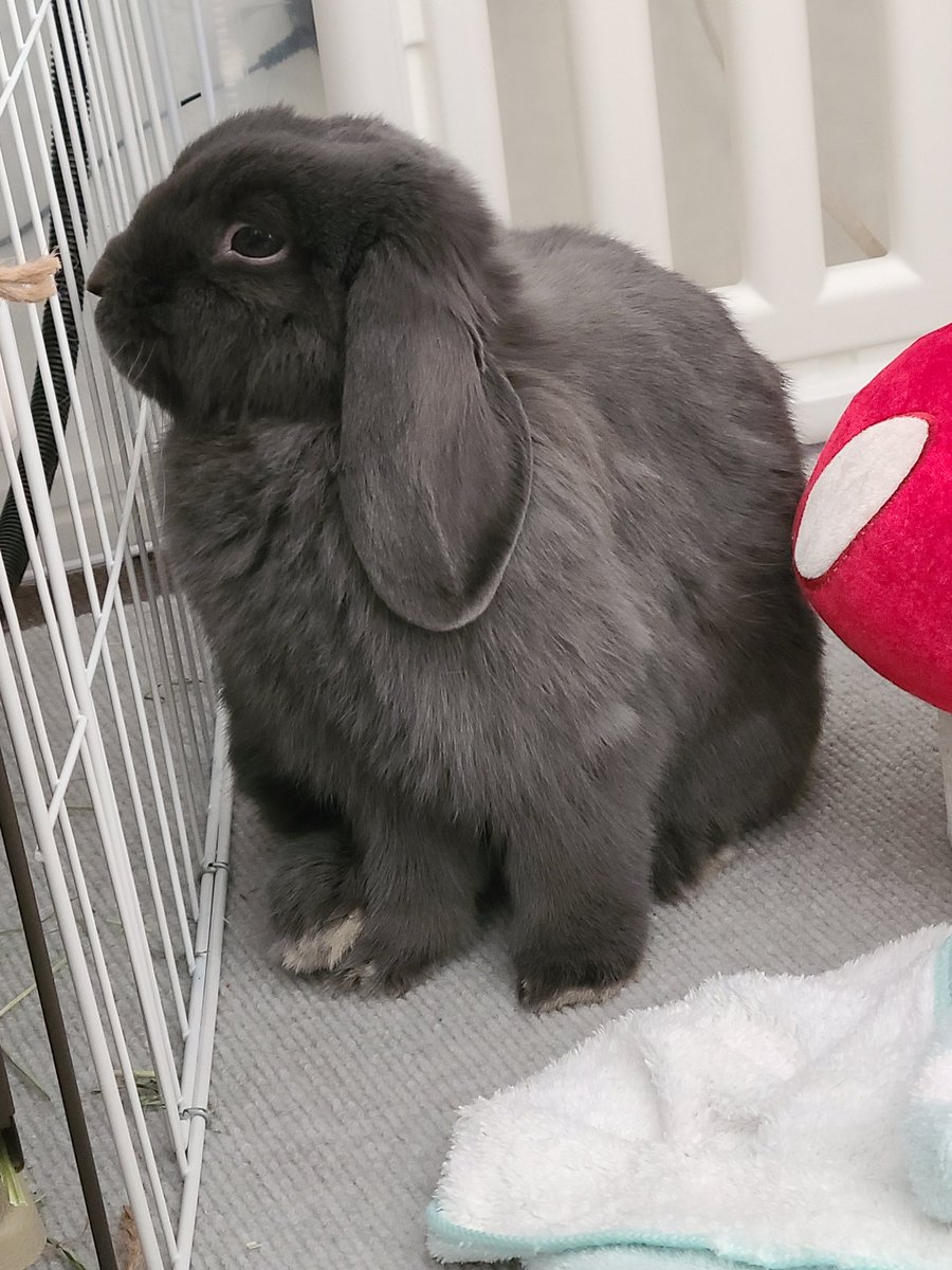 mito_akifuji's tweet image. 自分の足で手を踏んでますよ、みとちゃん💧
#うさぎ #うさぎのいる暮らし #たまにやるよね