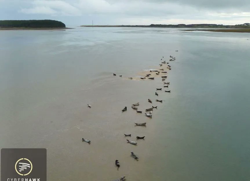 Phil Buchan - Cyberhawk - Drones (@cyberhawk_phil) on Twitter photo A <a href="/TheCyberhawk/">Cyberhawk™</a> team capture lots of seals enjoying the Scottish sun – a rare moment!
#drones #drone #UAV #UAS #Cyberhawk #unmanned #scotland #innovation #technology #aviation A <a href="/TheCyberhawk/">Cyberhawk™</a> team capture lots of seals enjoying the Scottish sun – a rare moment!
#drones #drone #UAV #UAS #Cyberhawk #unmanned #scotland #innovation #technology #aviation
